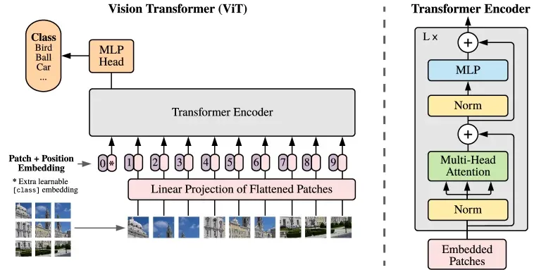 ViT 整体结构